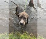 Small #12 American Pit Bull Terrier-Mountain Cur Mix