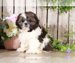Shih Tzu Puppy for sale in MOUNT VERNON, OH, USA