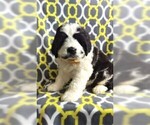 Small Photo #2 Saint Berdoodle Puppy For Sale in LANCASTER, PA, USA