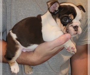 Bulldog Puppy for sale in CLARKRANGE, TN, USA