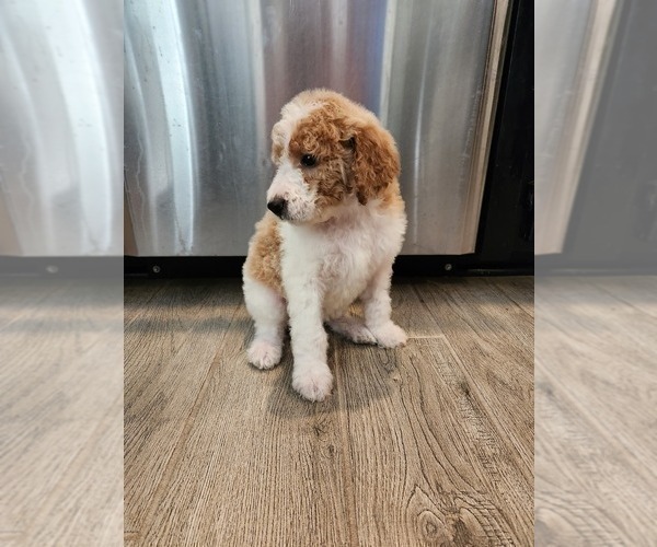 Medium Photo #15 Goldendoodle Puppy For Sale in KANSAS CITY, MO, USA
