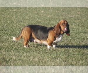 Mother of the Basset Hound puppies born on 03/03/2025