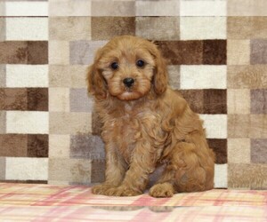 Cavapoo (Miniature) Puppy for sale in DENVER, PA, USA