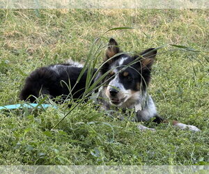 Australian Shepherd Dogs for adoption in Dallas, TX, USA