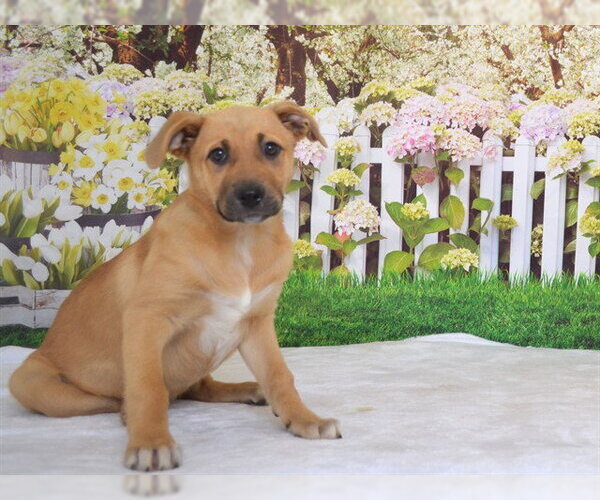 Medium Photo #2 German Shepherd Dog-Unknown Mix Puppy For Sale in Oroville, CA, USA