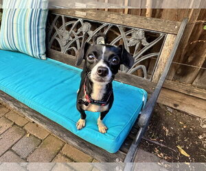 Wendy - Female Italian Greyhuahua Dog for Adoption - Photo #4
