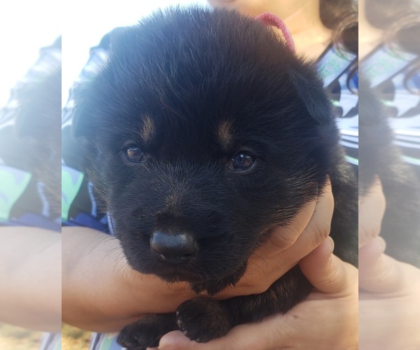 Medium Photo #1 German Shepherd Dog Puppy For Sale in HAMPTON, GA, USA