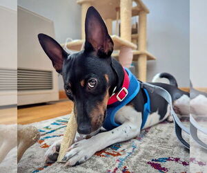 Rat Terrier Dogs for adoption in Atlanta, GA, USA
