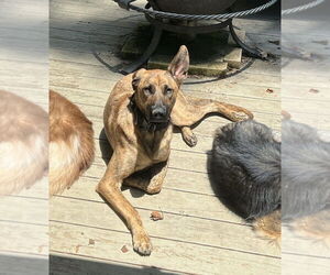 Holland Shepherd-Unknown Mix Dogs for adoption in Candler, NC, USA