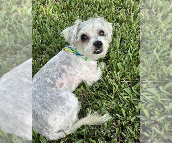 Medium Photo #3 Mal-Shi Puppy For Sale in Plantation, FL, USA