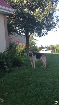 Medium Photo #1 German Shepherd Dog Puppy For Sale in DIXON, IL, USA