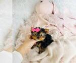 Small #10 Yorkshire Terrier