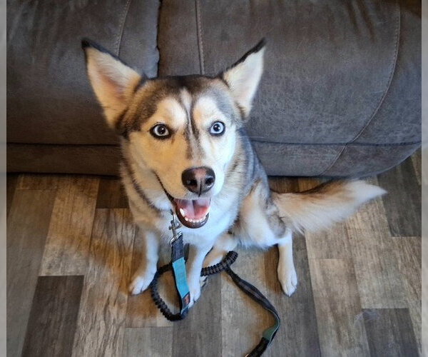 Medium Photo #1 Siberian Husky-Unknown Mix Puppy For Sale in Fort Wayne, IN, USA