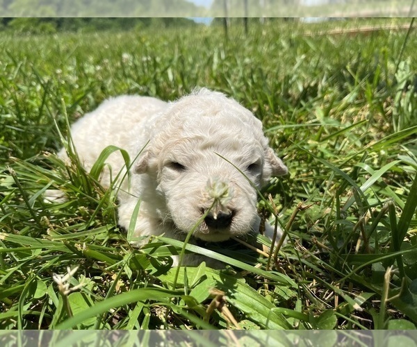 Medium Photo #1 Komondor Puppy For Sale in ROGERSVILLE, TN, USA