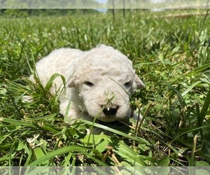 Komondor Puppy for sale in ROGERSVILLE, TN, USA