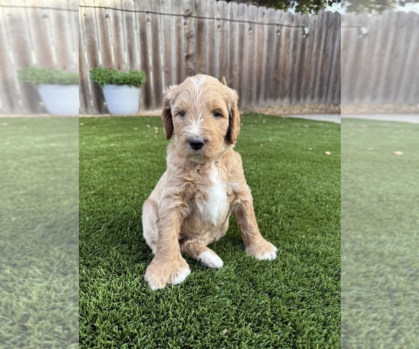 Medium Photo #2 Goldendoodle Puppy For Sale in OAKLAND, CA, USA