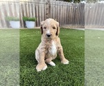 Small #1 Goldendoodle