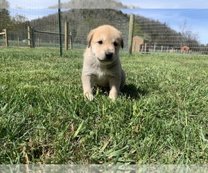 Great Pyredane Puppy for sale in NEOLA, WV, USA