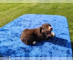 Small #2 Miniature American Shepherd
