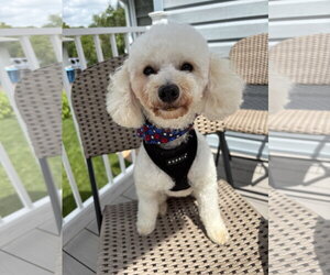Poodle (Miniature) Dogs for adoption in St. Louis Park, MN, USA