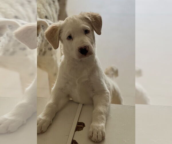Medium Photo #2 Great Pyrenees-Unknown Mix Puppy For Sale in Dana Point, CA, USA