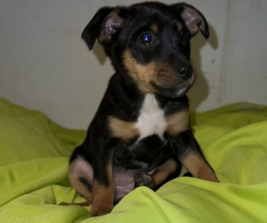 Fox Terrier (Toy)-Miniature Australian Shepherd Mix Puppy for sale in SILVER CREEK, NY, USA