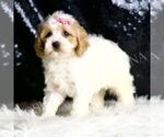 Small #2 Cavapoo