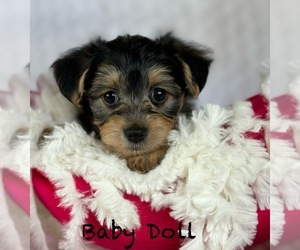 Morkie Puppy for sale in ROCK STREAM, NY, USA