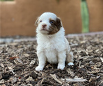 Puppy 3 Miniature Australian Shepherd