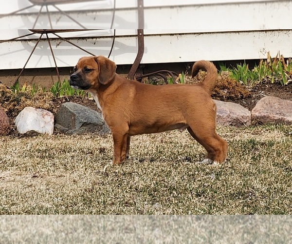 Medium Photo #2 Puggle Puppy For Sale in GREENWOOD, WI, USA