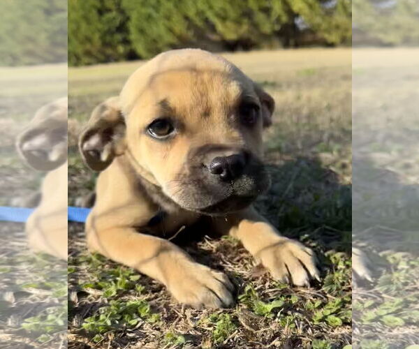 Medium Photo #2 Boxer-Unknown Mix Puppy For Sale in Tarrytown, GA, USA