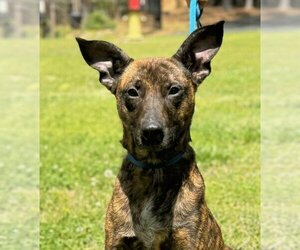 Plott Hound-Unknown Mix Dogs for adoption in Yardley, PA, USA