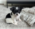 Small Photo #2 Chihuahua Puppy For Sale in FARMINGTON, AR, USA