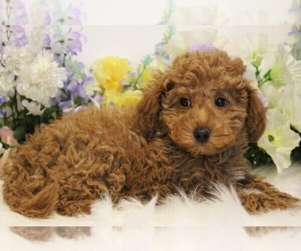 Medium Photo #7 Poodle (Toy) Puppy For Sale in COATESVILLE, PA, USA