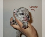 Puppy Louis French Bulldog