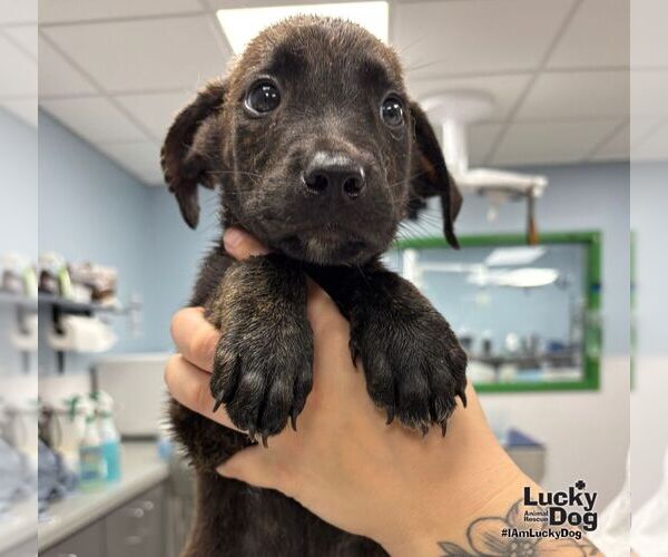 Medium Photo #3 Retriever -Unknown Mix Puppy For Sale in Washington, DC, USA
