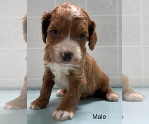 Irish Doodle-Poodle (Toy) Mix Puppy for sale in CLARE, IL, USA