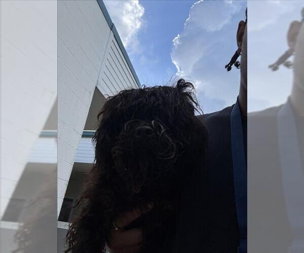 Medium Photo #1 Shih Tzu Puppy For Sale in Texas City, TX, USA
