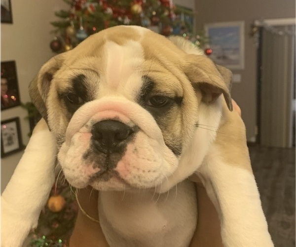 Medium Photo #1 Bulldog Puppy For Sale in SPRING HILL, FL, USA