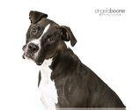 Small Photo #10 American Pit Bull Terrier-Unknown Mix Puppy For Sale in Plymouth, MN, USA