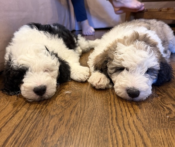 Medium Photo #5 Sheepadoodle Puppy For Sale in HUNTINGTON BEACH, CA, USA