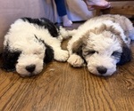 Small #4 Sheepadoodle