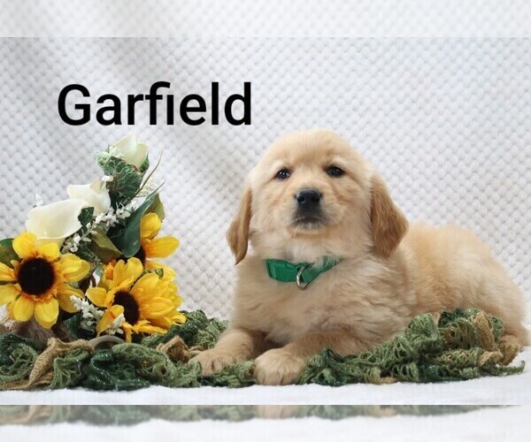 Medium Photo #3 Golden Retriever Puppy For Sale in LOYAL, WI, USA