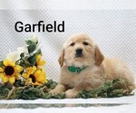 Litter of 4 - Male Golden RetrieverLitter of Puppies for Sale - Photo #3