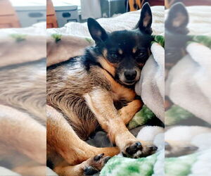 Chiranian Dogs for adoption in Holland, MI, USA