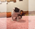 Small Photo #5 Boston Terrier Puppy For Sale in GLADEWATER, TX, USA