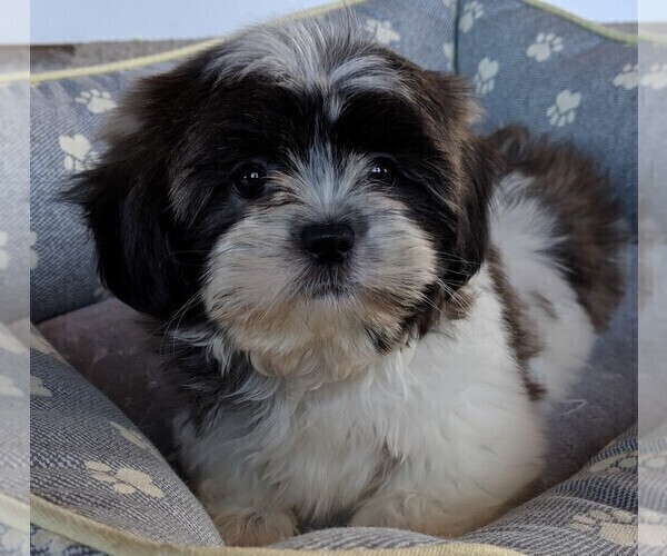 Medium Photo #6 Shih Tzu Puppy For Sale in FREDERICKSBURG, OH, USA