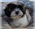Small Photo #6 Shih Tzu Puppy For Sale in FREDERICKSBURG, OH, USA