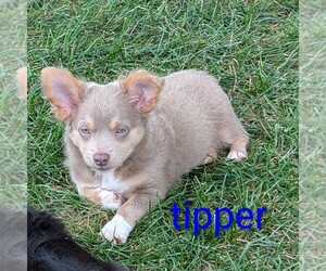 Chihuahua Puppy for sale in LEBANON, PA, USA