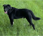 Small #3 Border Collie-Chinese Shar-Pei Mix